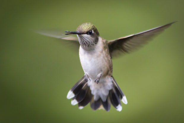 Ruby-throated hummingbird feeding, highlighting how mosquitoes serve as a food source for various wildlife, including birds, contributing to the food web.
