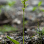 Blunt-leaf orchid, Platanthera obtusata, a plant species that relies on mosquitoes for pollination, demonstrating the ecological purpose of mosquitoes.