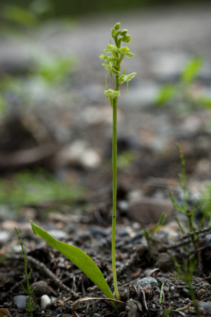 Blunt-leaf orchid, Platanthera obtusata, a plant species that relies on mosquitoes for pollination, demonstrating the ecological purpose of mosquitoes.